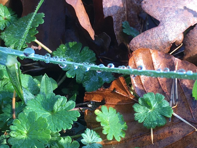 Free Water Drops Dew photo and picture
