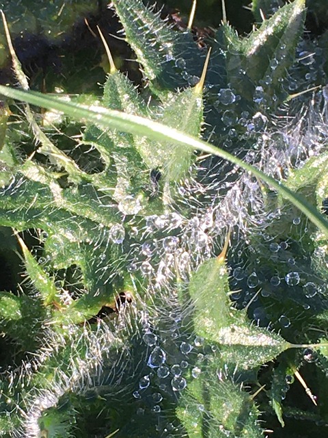 Free Water Drops Dew photo and picture