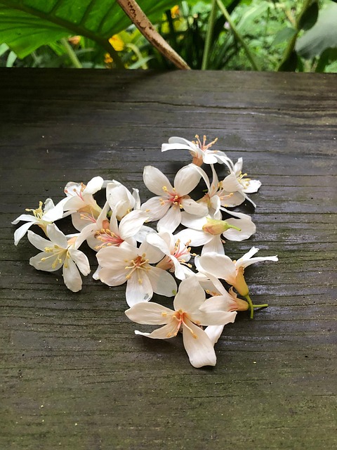 Tung Bloesem, Bloemen, Tung Blossom