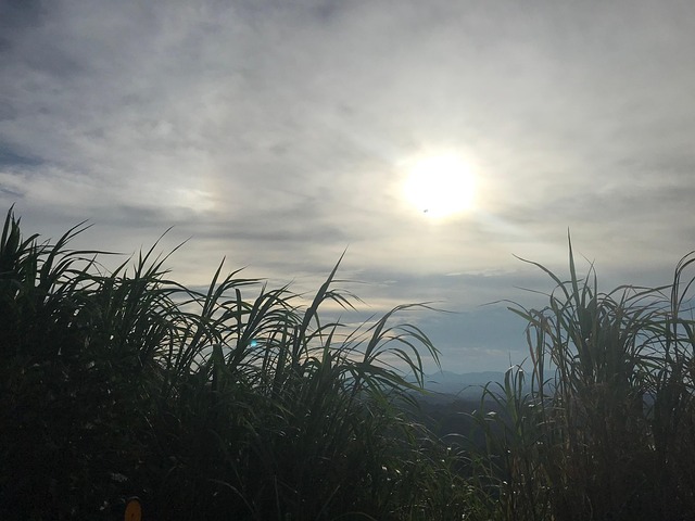 Zonsondergang, Schemering, Gras