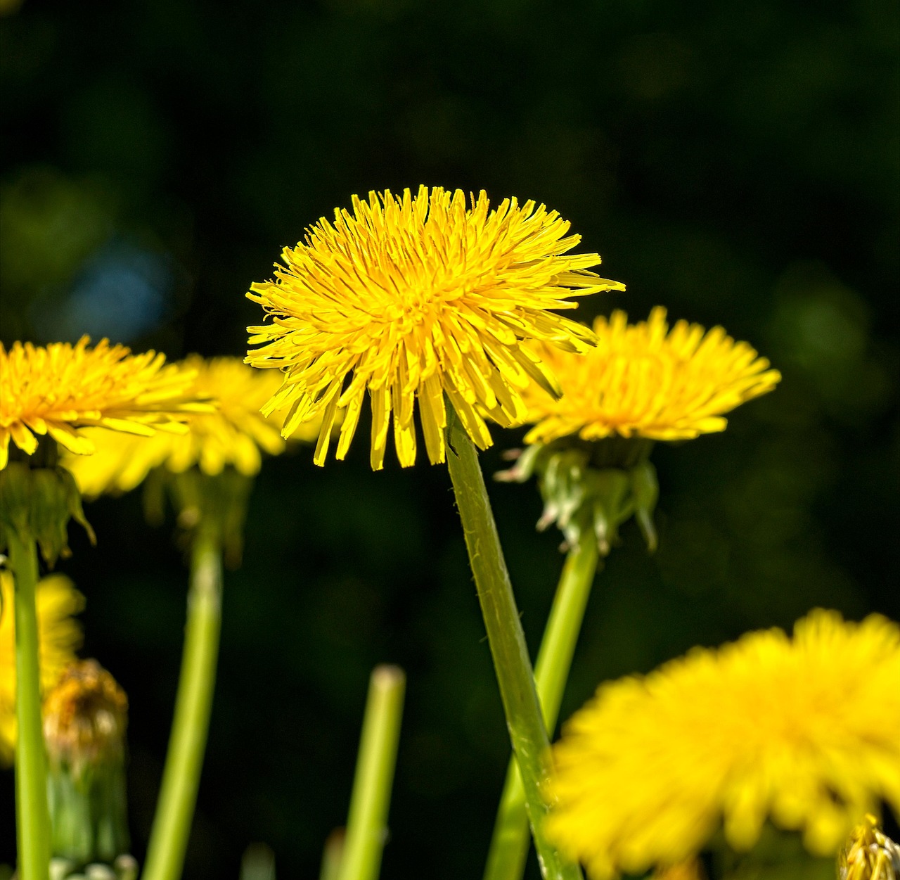dente-de-le-o-flores-planta-foto-gratuita-no-pixabay-pixabay