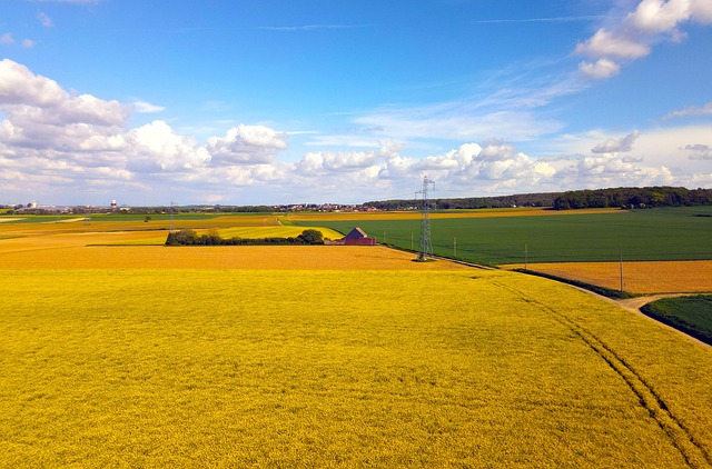 Colza Campo Rural - Foto gratis en Pixabay