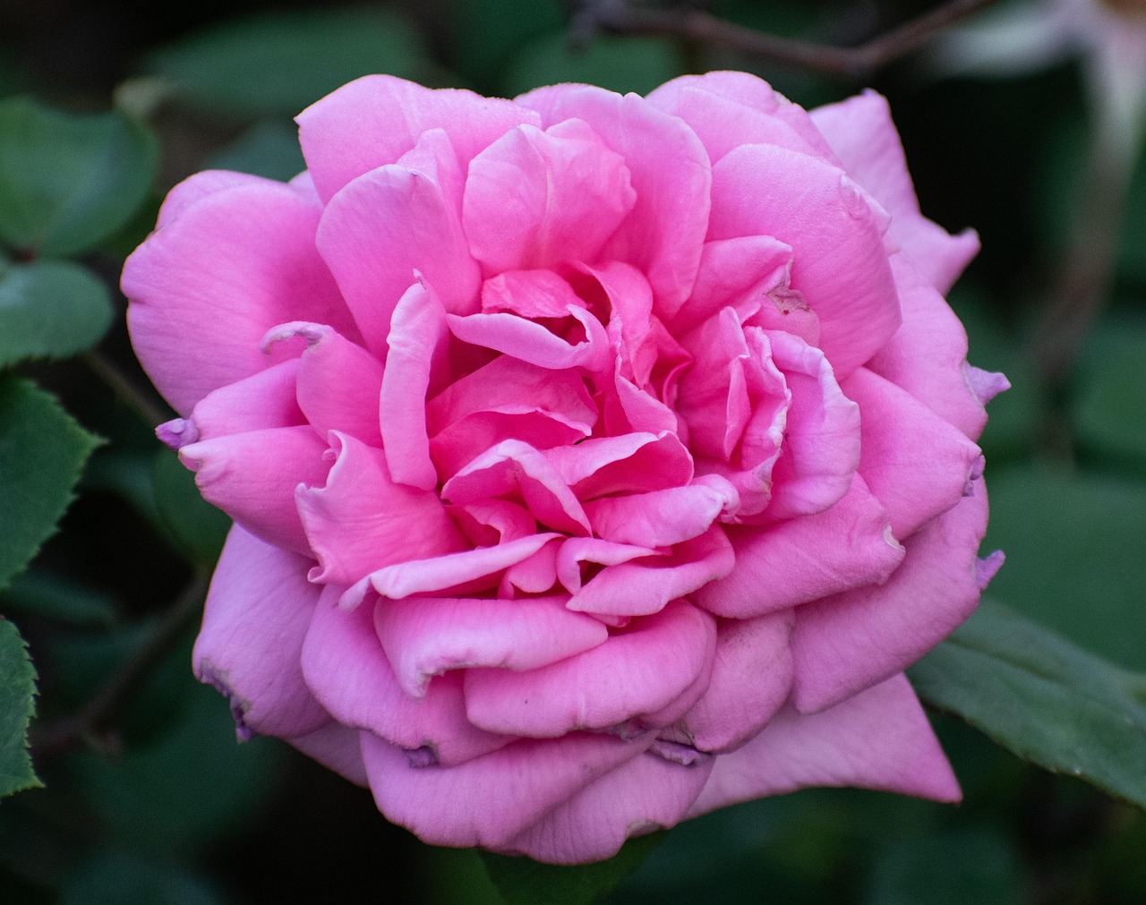 Fleur Roe Rose Fleur Plantes - Photo gratuite sur Pixabay - Pixabay