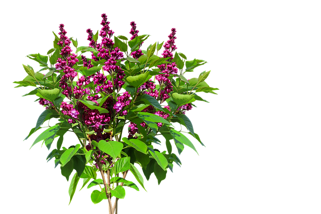 Lilás, Flores, Ramalhete, Planta