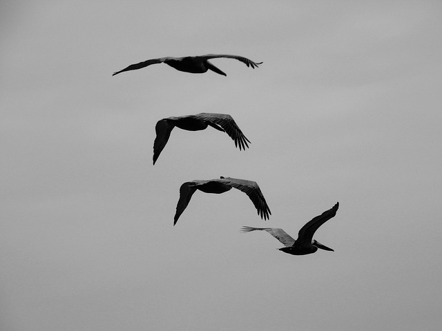 Pássaro, Pelicano, Voar, Natureza