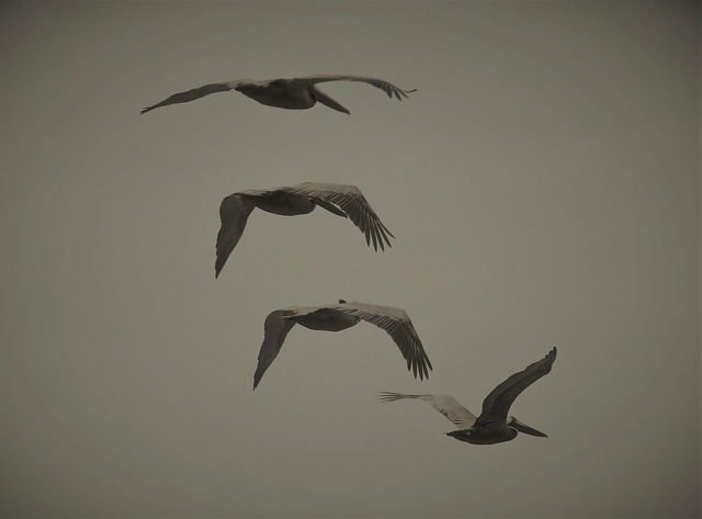 Pelicanos, Pássaros, Vôo, Céu, Animais