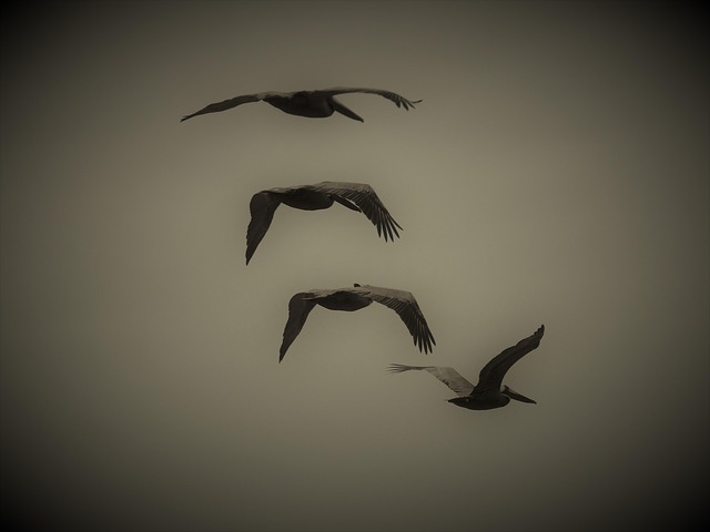 Pássaros, Pelicanos, Natureza
