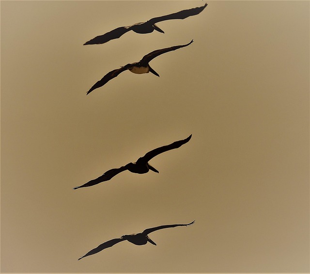 Pelicanos, Pássaros, Vôo, Céu, Animais
