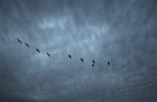Pássaros, Pelicanos, Natureza