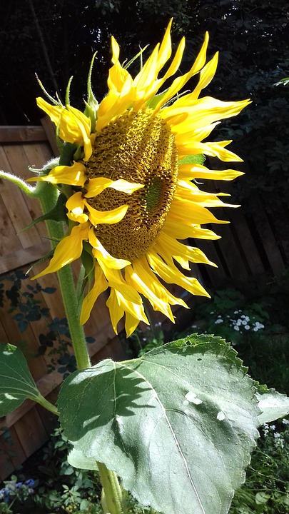 Sunflower Flower Plant Yellow - Free photo on Pixabay - Pixabay