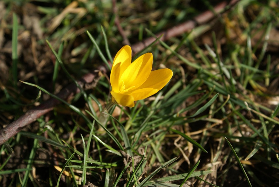 Crocus Flower Plant Early - Free photo on Pixabay - Pixabay