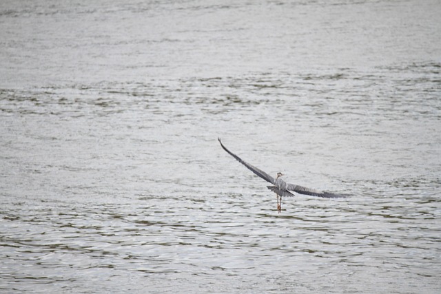 Free Heron Flying Heron photo and picture