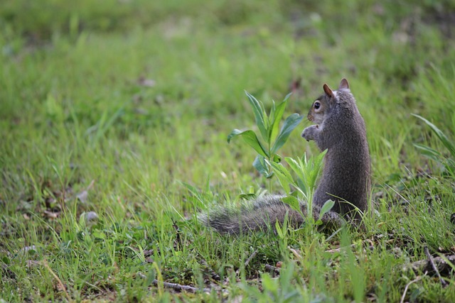 Free Squirrel Cute Squirrel photo and picture