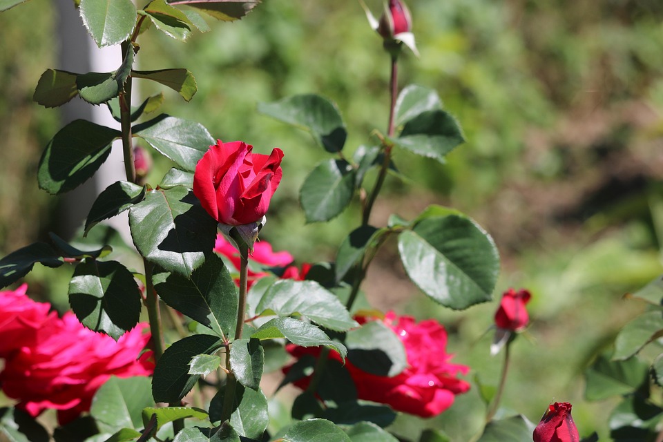Rose Blumen Pflanze Rote - Kostenloses Foto auf Pixabay - Pixabay