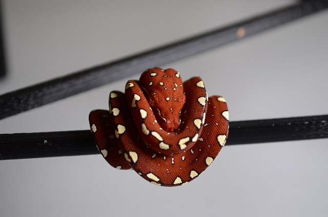 Free Snake Python photo and picture