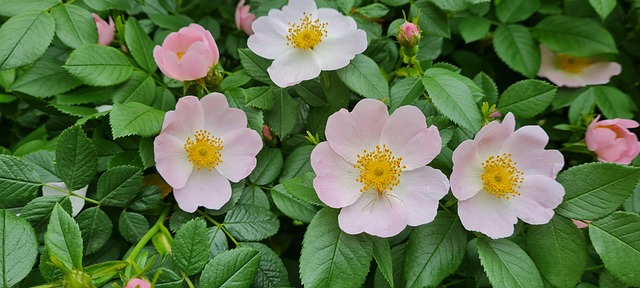 Free Bush Spring photo and picture