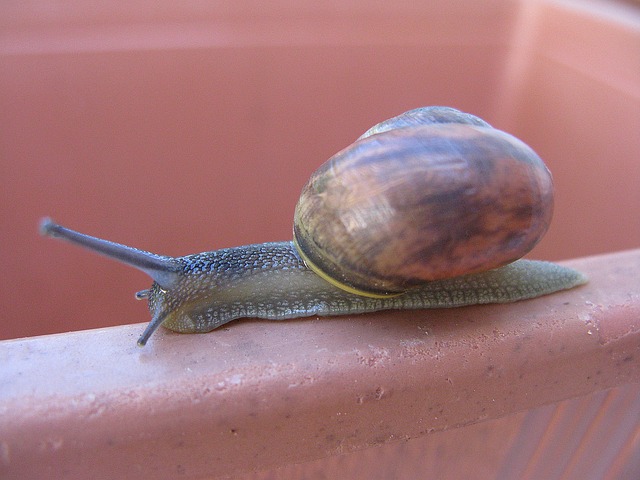 Free Snail Hurry photo and picture