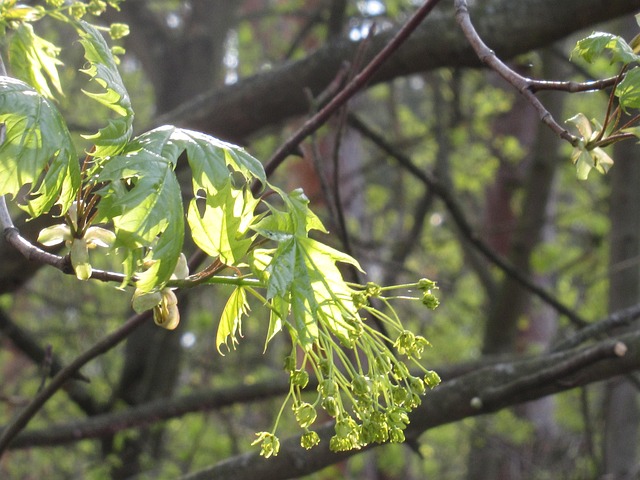 Free Norway Maple Spring photo and picture