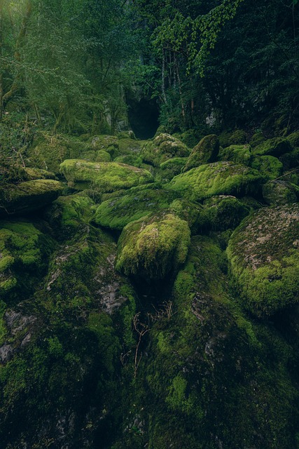 Free Forest Moss photo and picture