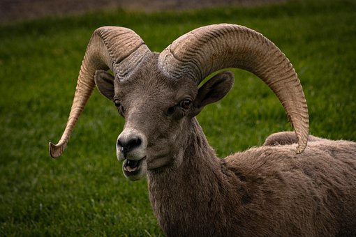 Free Bighorn Sheep Ram photo and picture
