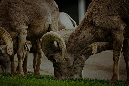 Free Bighorn Sheep Ram photo and picture