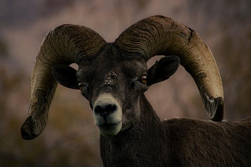 Free Bighorn Sheep Ram photo and picture