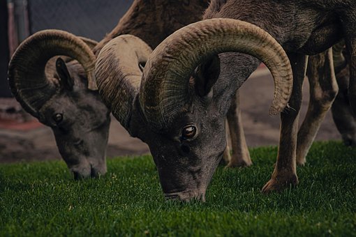 Free Bighorn Sheep Ram photo and picture