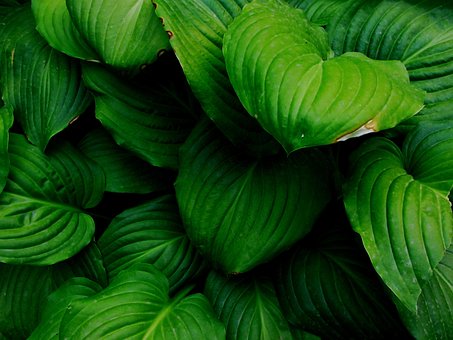 Frunze Verzi, Frunza E, Verde, Natura