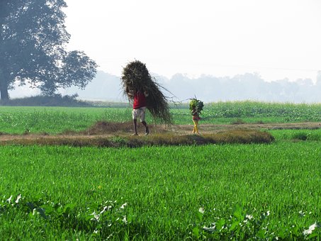 Agricultor, Sat, Agricultură, Câmp, Fân