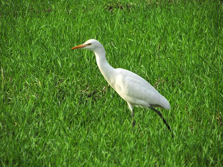 Stârc, Egretă, Pasăre, Animal, Natura