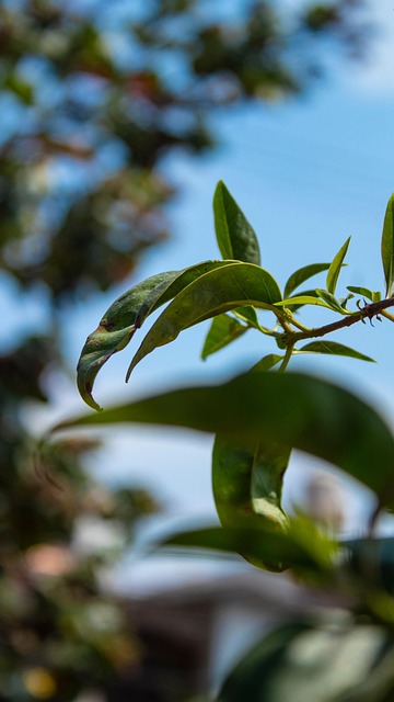Free Leaves Foliage photo and picture