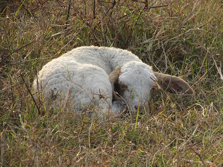 Miel, Oaie, Fermă, Animal, Animale