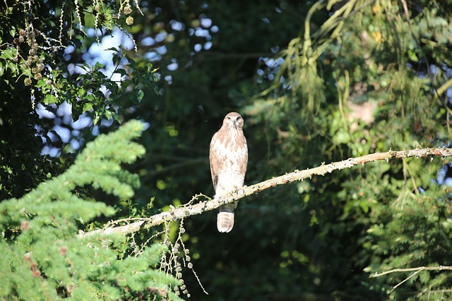 Free Bird Birds Of Prey photo and picture