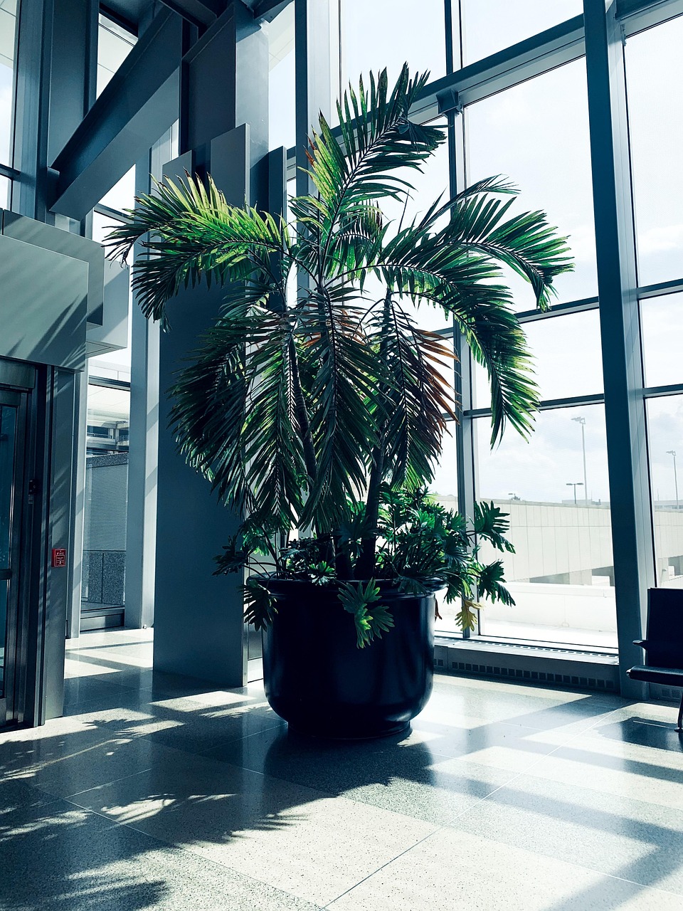 Plants Shadows Tree Free photo on Pixabay Pixabay