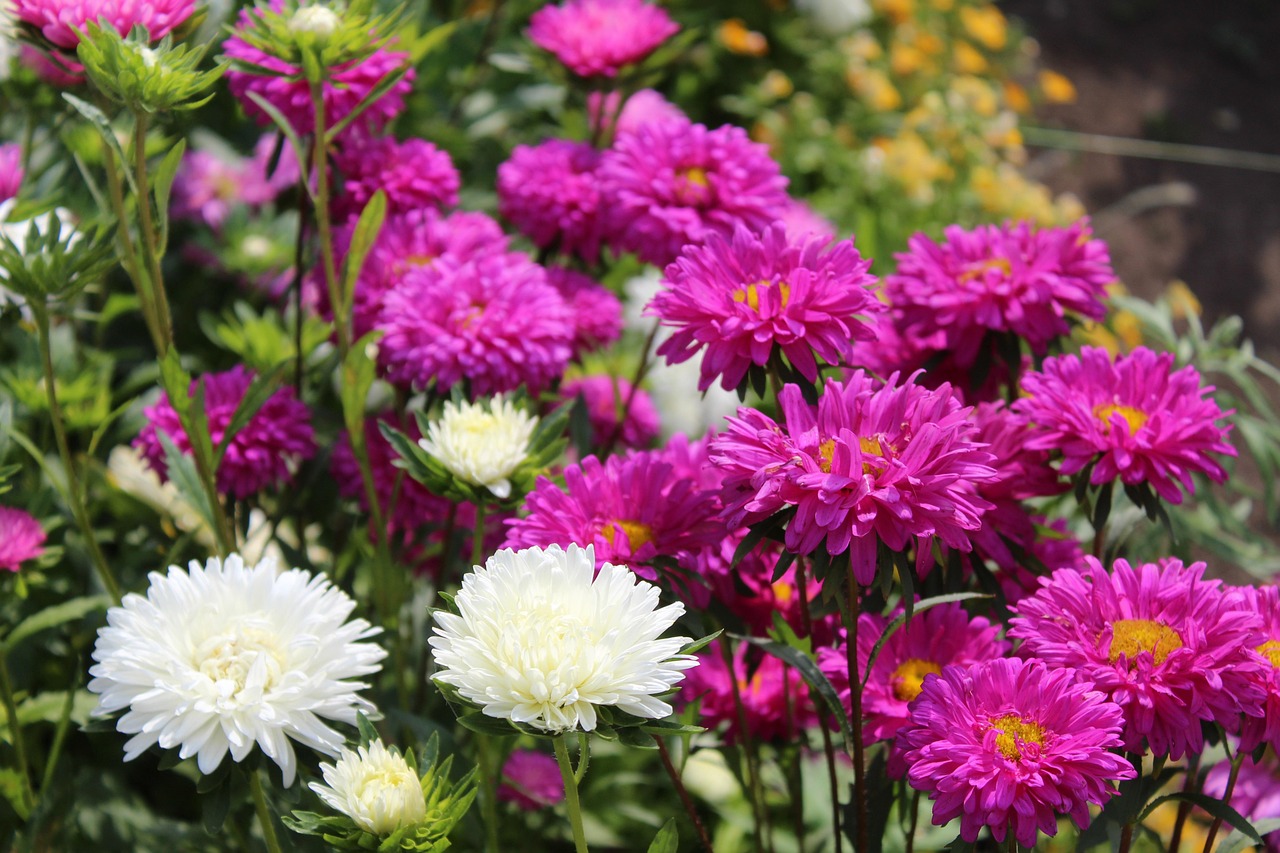 Bunga-Bunga Kebun Bloom - Foto gratis di Pixabay - Pixabay
