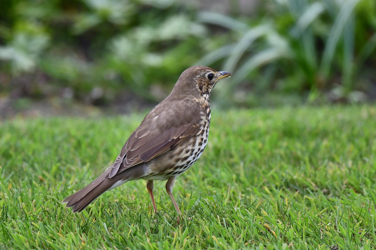 Song Thrush, Bird, Meadow, Animal (Pixabay)