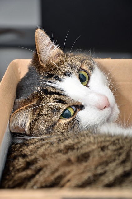 Free Cat Box photo and picture