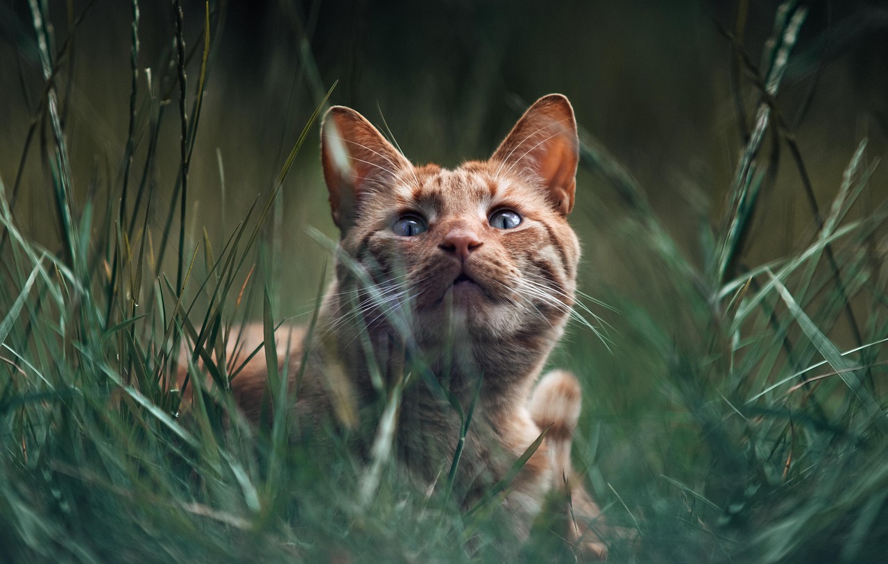 Cat - free online jigsaw puzzle photo