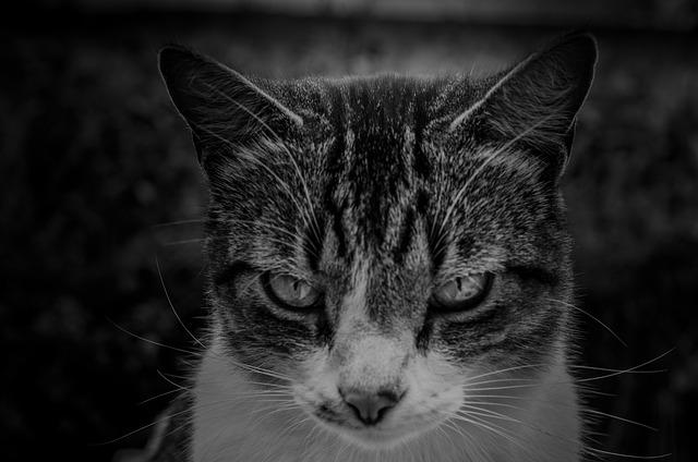 Free Gato Animal photo and picture