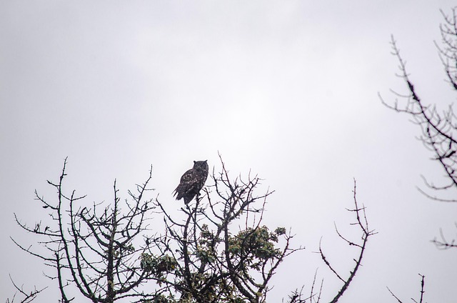 Free Naturaleza Ave photo and picture