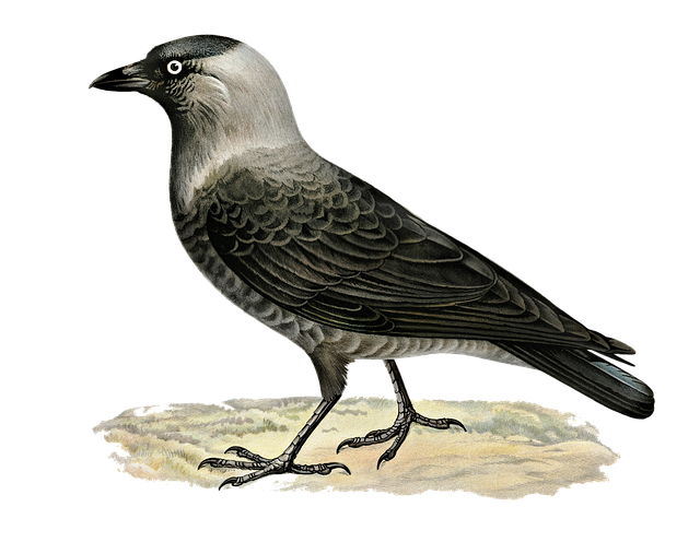 Free bird western jackdaw jackdaw illustration