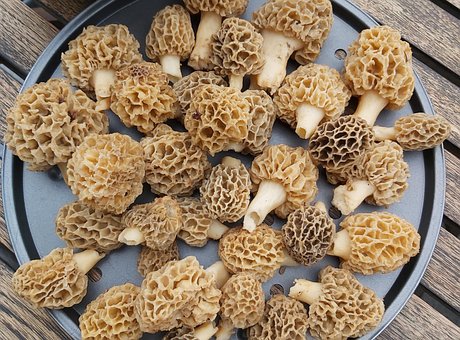 Pilze, Fungi, Morcheln, Morchella