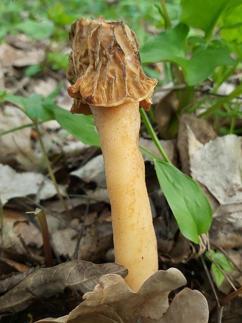 Pilze, Fungi, Morchella Elata