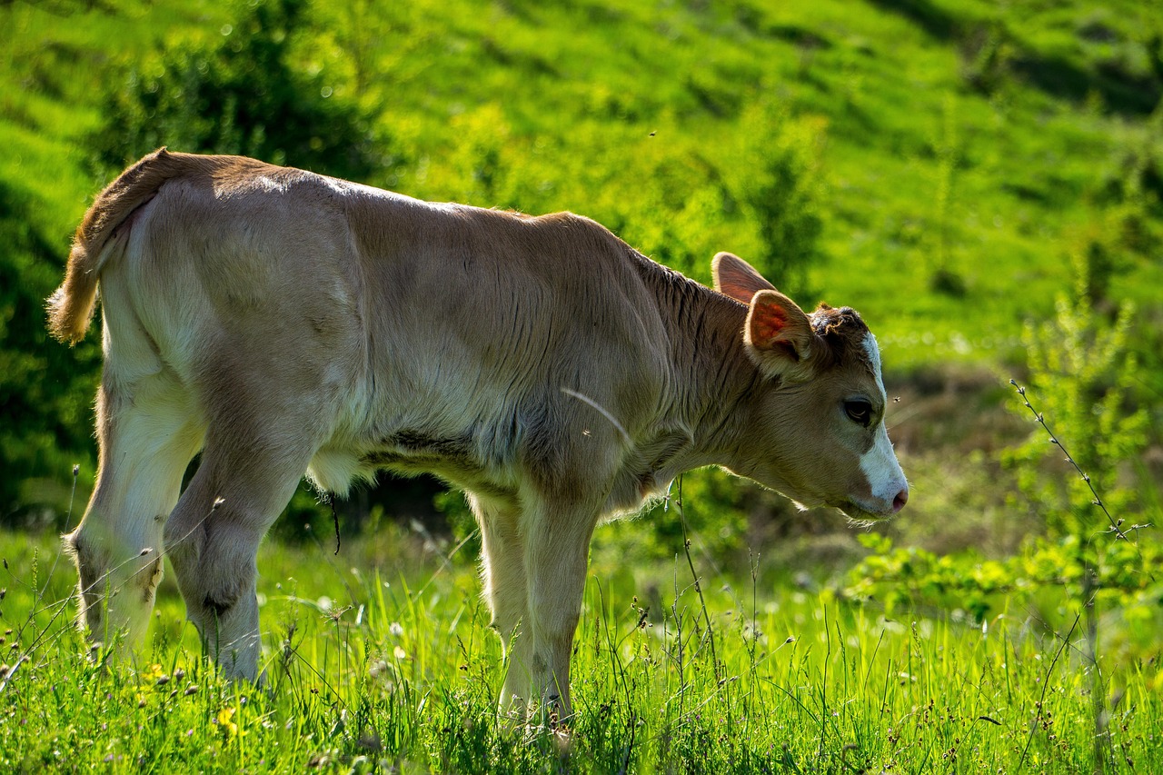 Cow - free online jigsaw puzzle photo