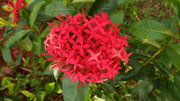 Free Ixora Amusing photo and picture