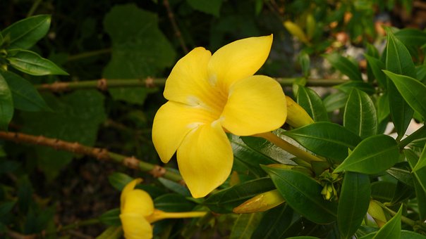 Free Yellow Flower Leaves photo and picture