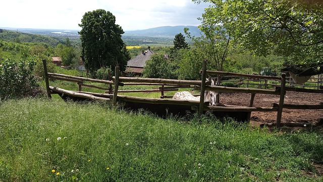 Hest, Heste, Gård, Donau, Ungarn