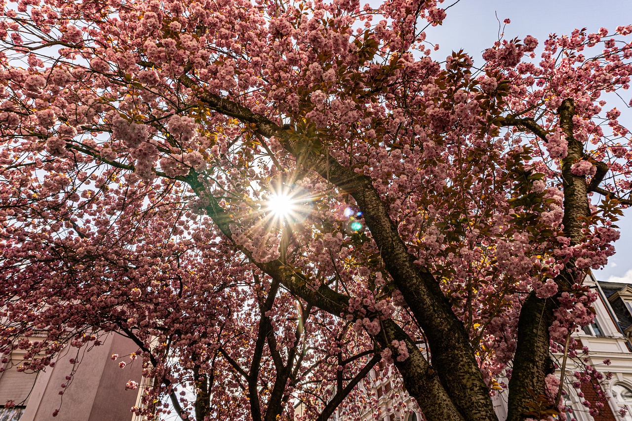 Cherry Blossoms Tree Urban Free photo on Pixabay Pixabay