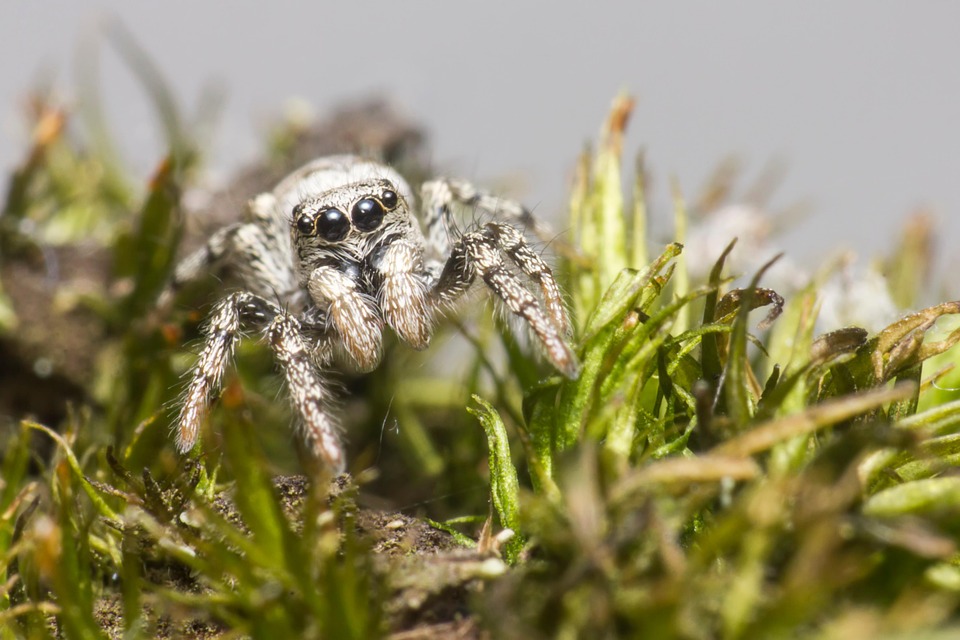 Araña Cebra Jumping Spider - Foto gratis en Pixabay - Pixabay