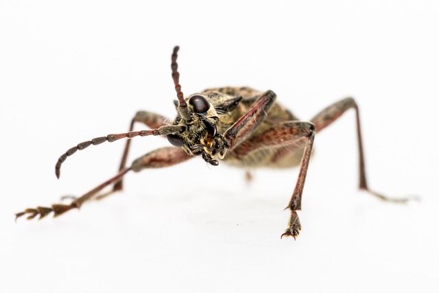 Spotted Insect Images Beetle Insect Black-Spotted - Free photo on Pixabay - Pixabay